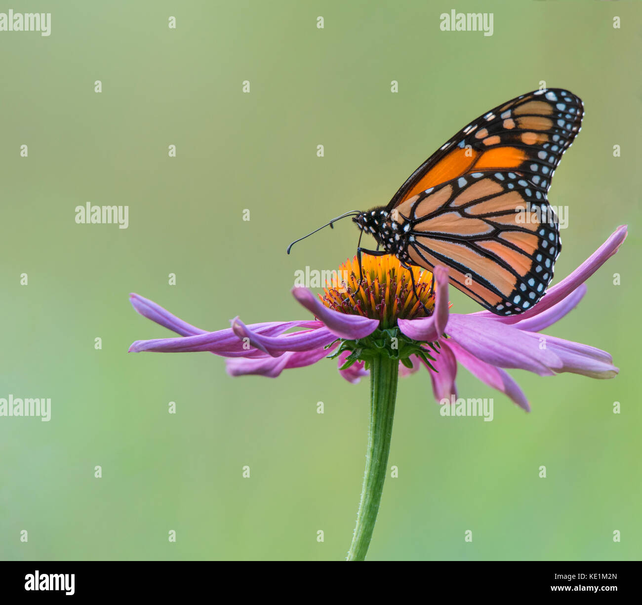 Monarch Butterfly on a purple cone flower, Ontario, Canada Stock Photo