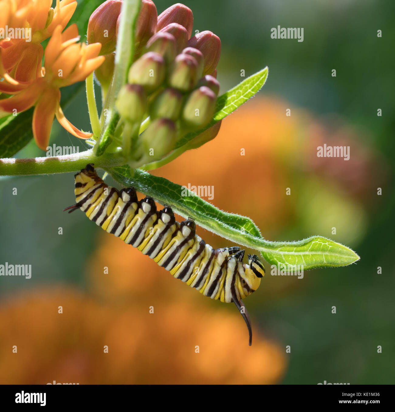 Monarch Caterpillar, Danaus plexippus, butterfly weed, Asclepias tuberosa Stock Photo