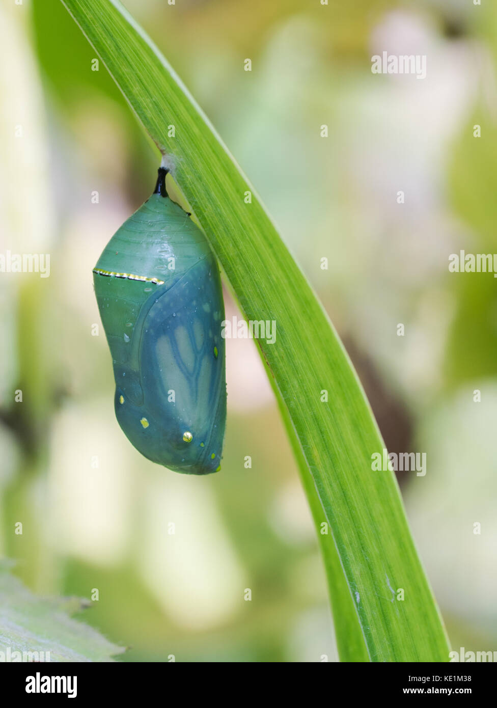 Monarch Butterfly chrysalis, Ontario, Canada Stock Photo