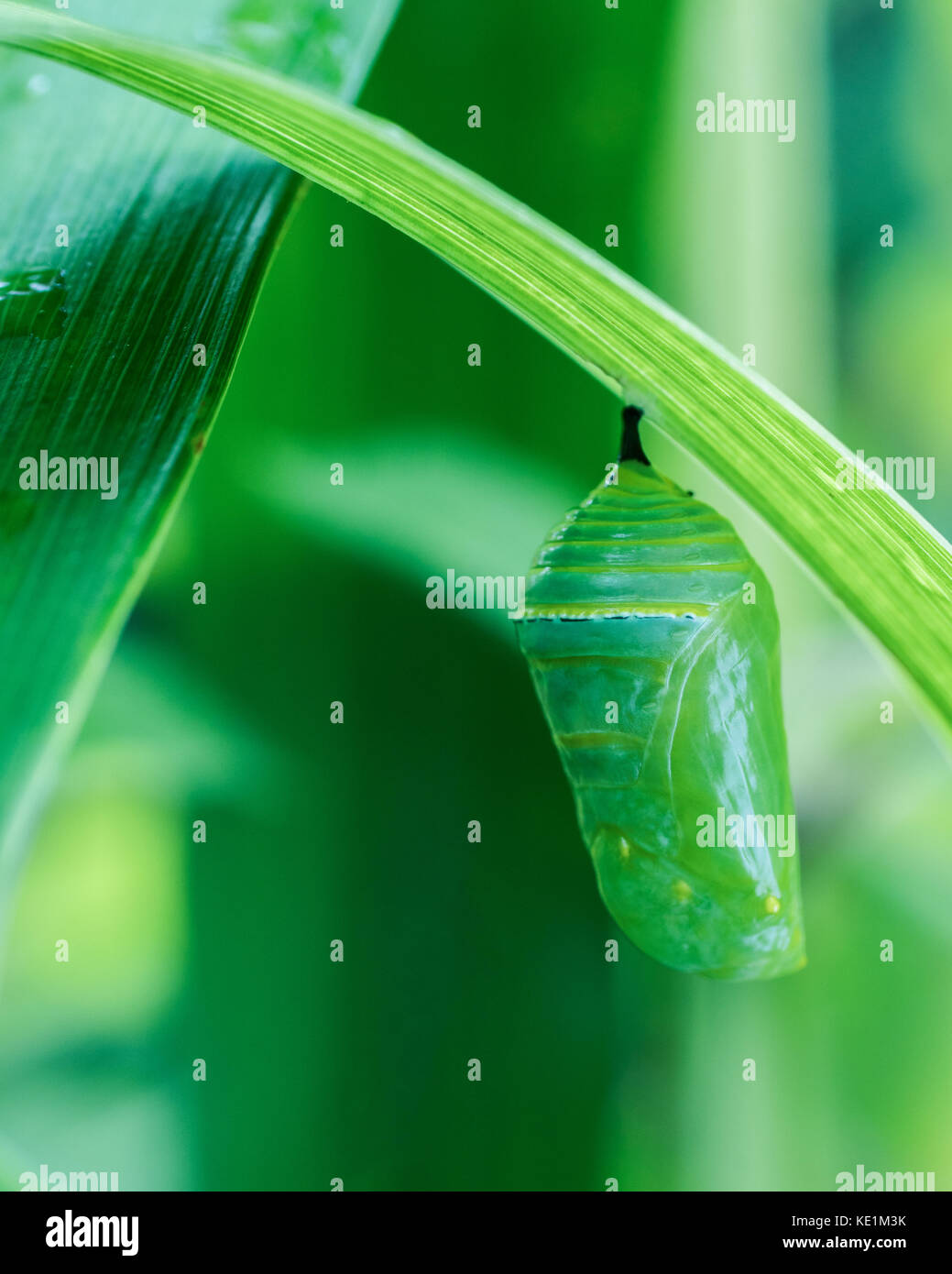Monarch chrysalis hanging form a leaf in Ontario, Canada Stock Photo