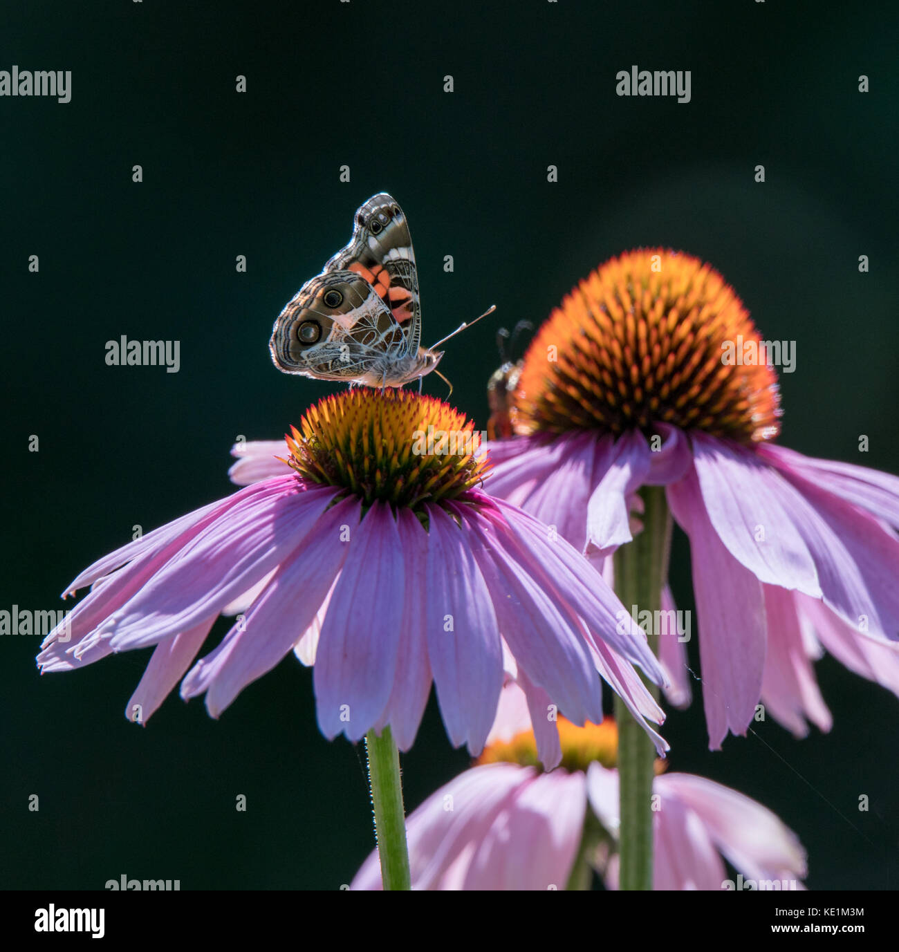 Monarch Butterfly and Honey Bee on a purple cone flower Stock Photo