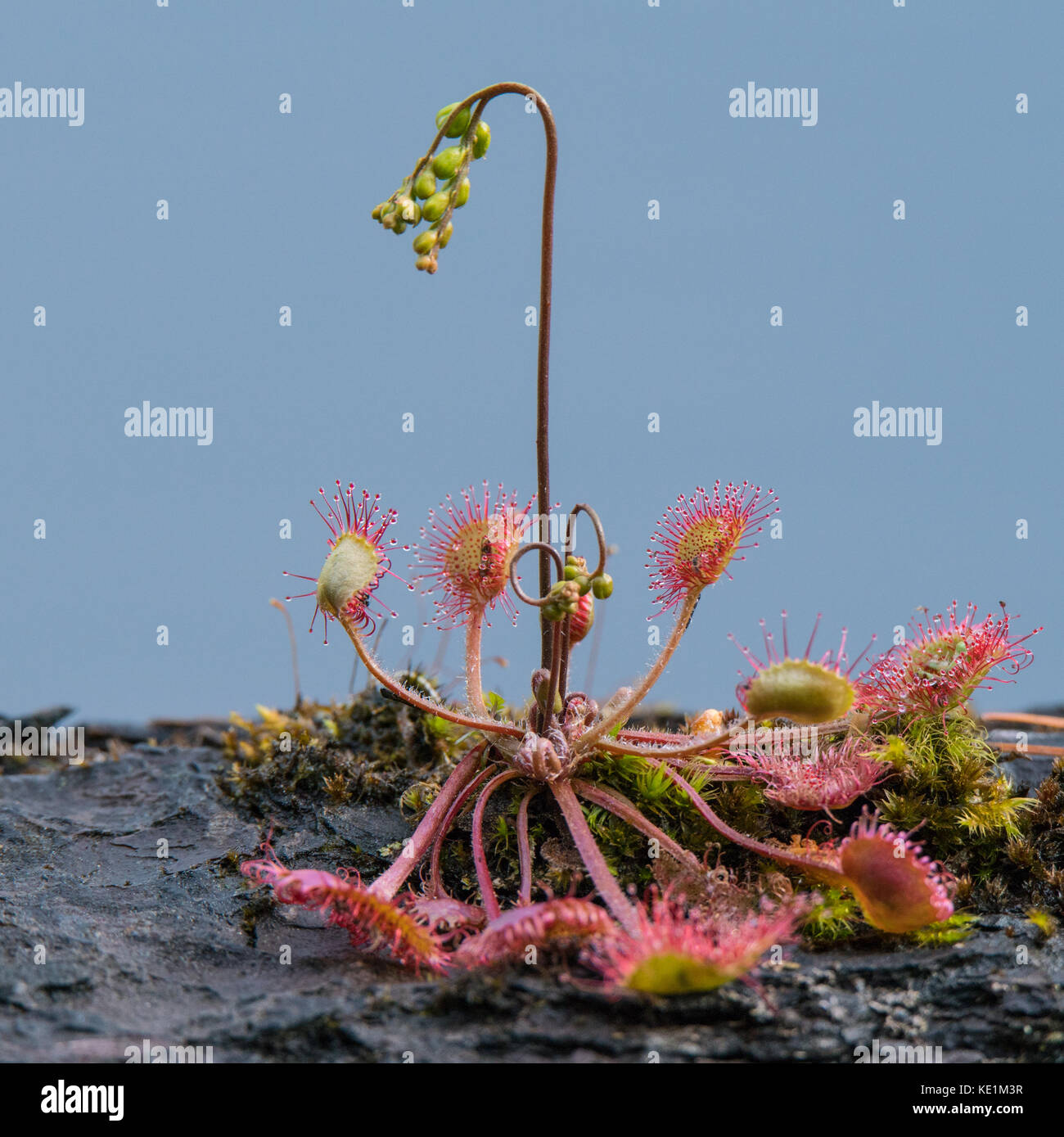 round leaved sundew, drosera rotundifolia, Ontario, Canada Stock Photo