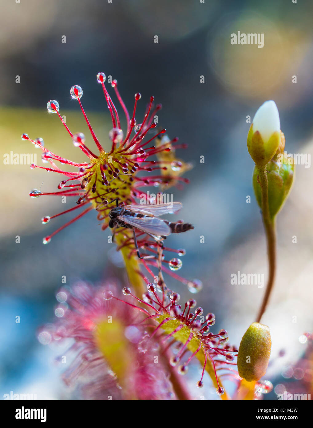 round leaved sundew, drosera rotundifolia eating insect, Redbridge, Canada Stock Photo