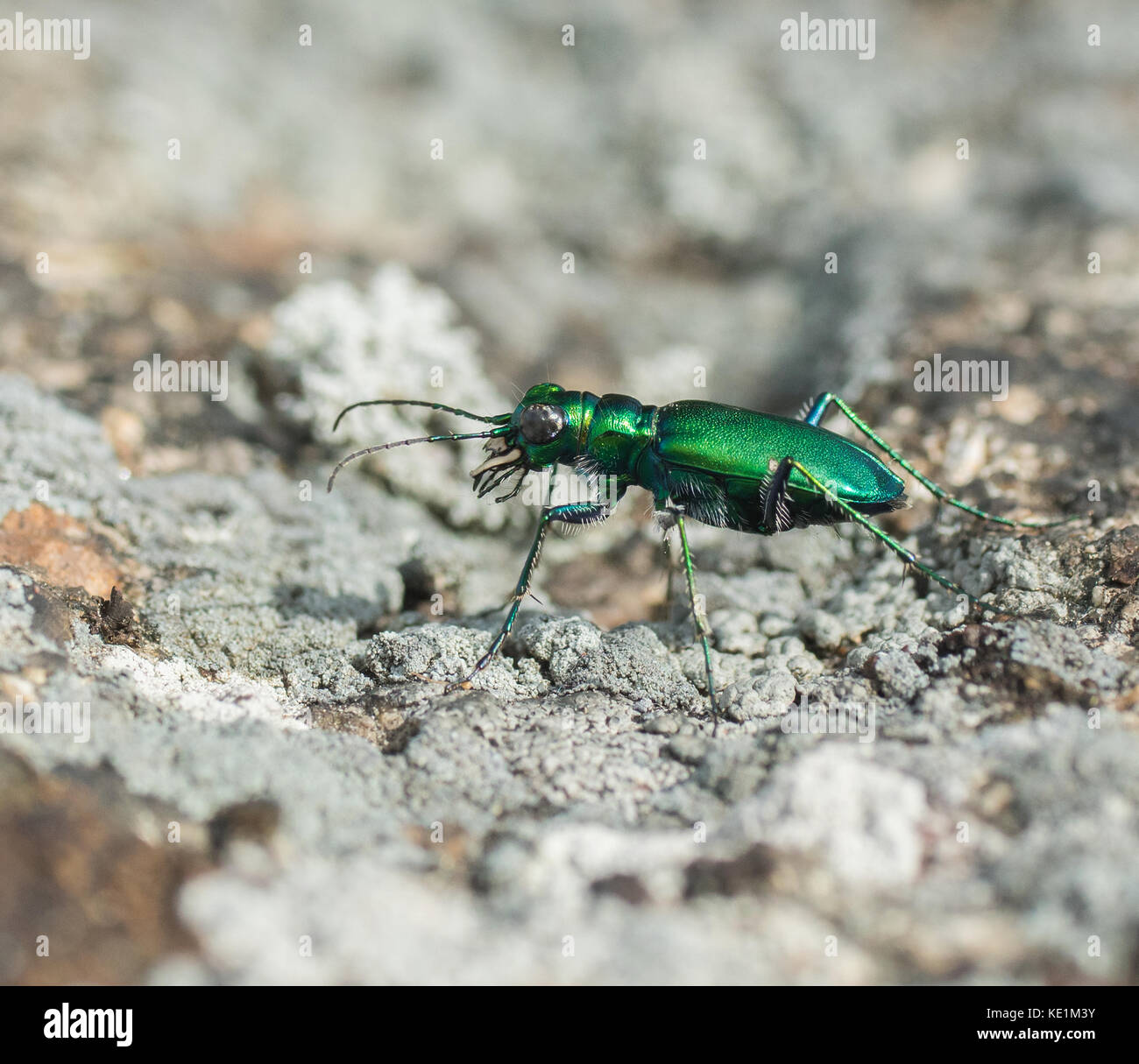 Six spotted green tiger beetle, Cicindela sexguttata, Ontario, Canada Stock Photo