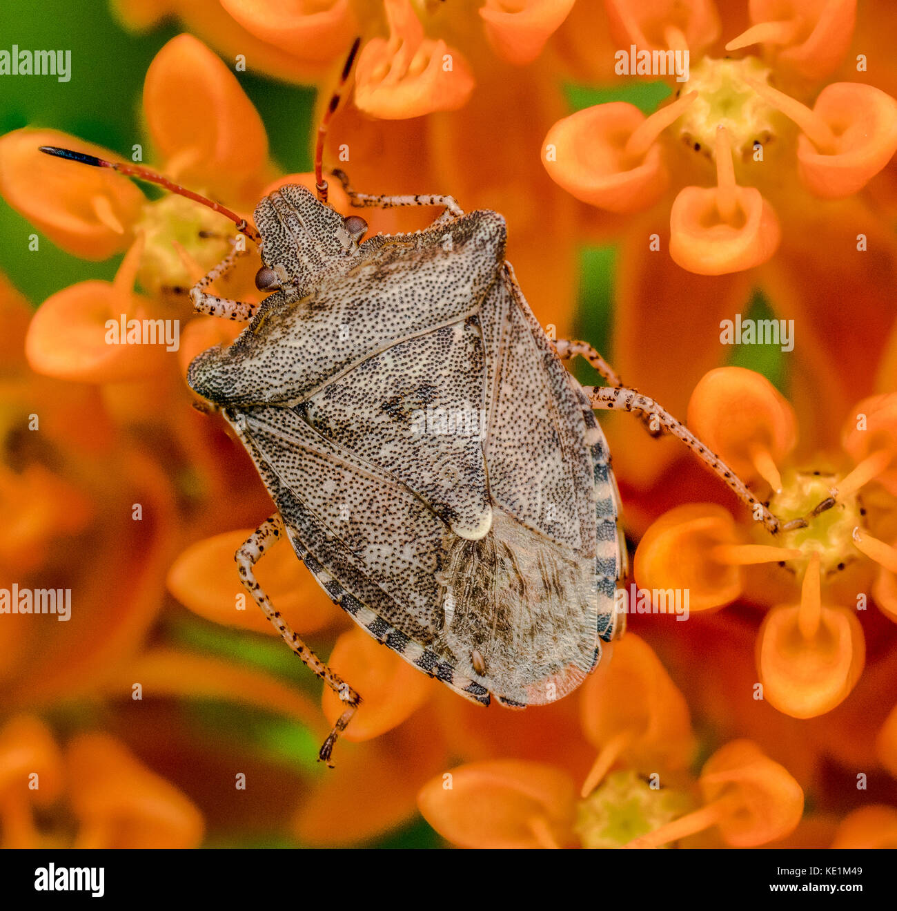 Spined Soldier Bug, Podisus spp. on butterfly weed, Asclepias tuberosa, Ontario, Canada Stock Photo