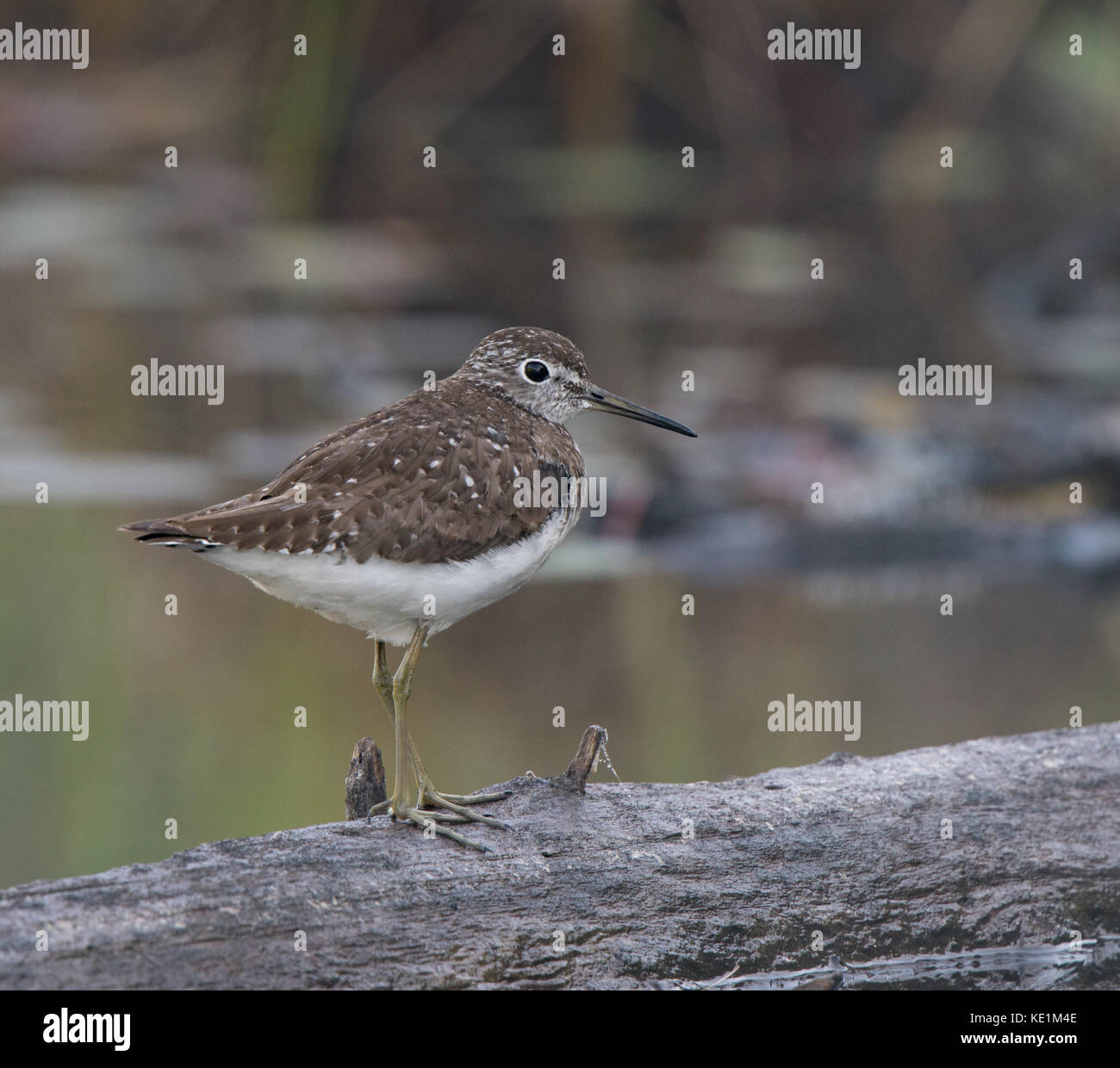 Spotted Sandpiper, Actitis macularia walking on log Ontario, Canada Stock Photo