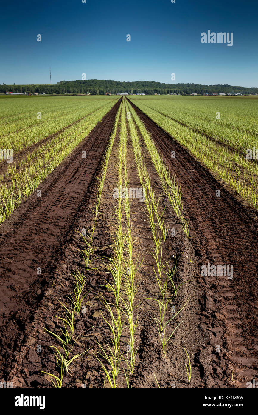 Field of onions in the Holland Marsh of Bradford West Gwillimbury