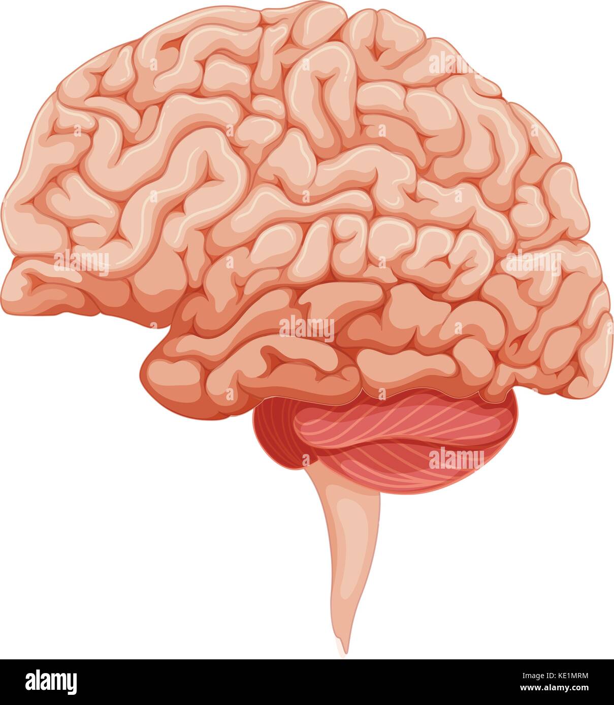 Human brain side diagram hi-res stock photography and images - Alamy