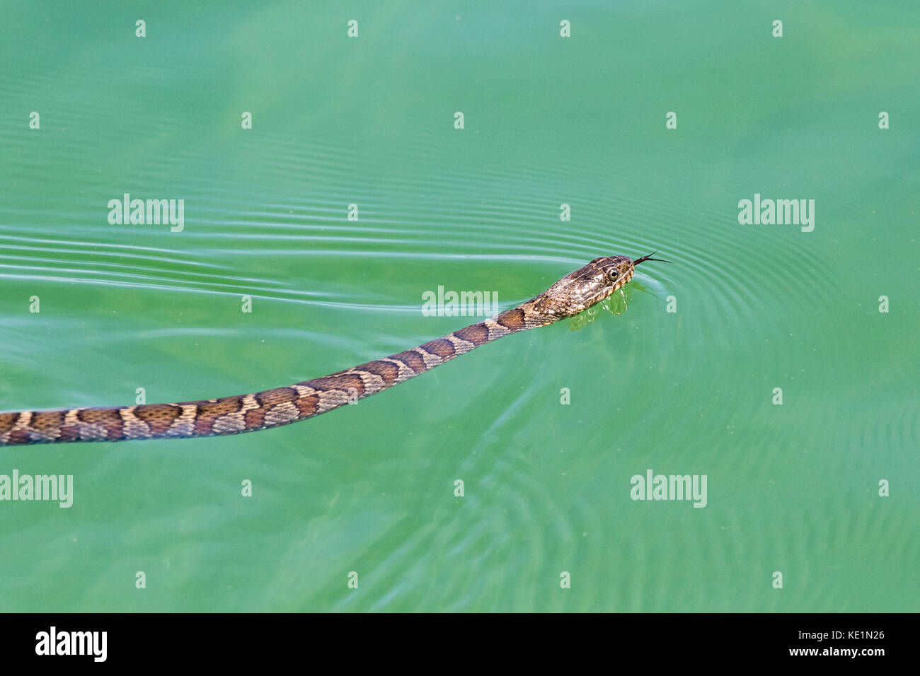 Northern Watersnake (Nerodia Sipedon Sipedon) In Lake Huron Off ...