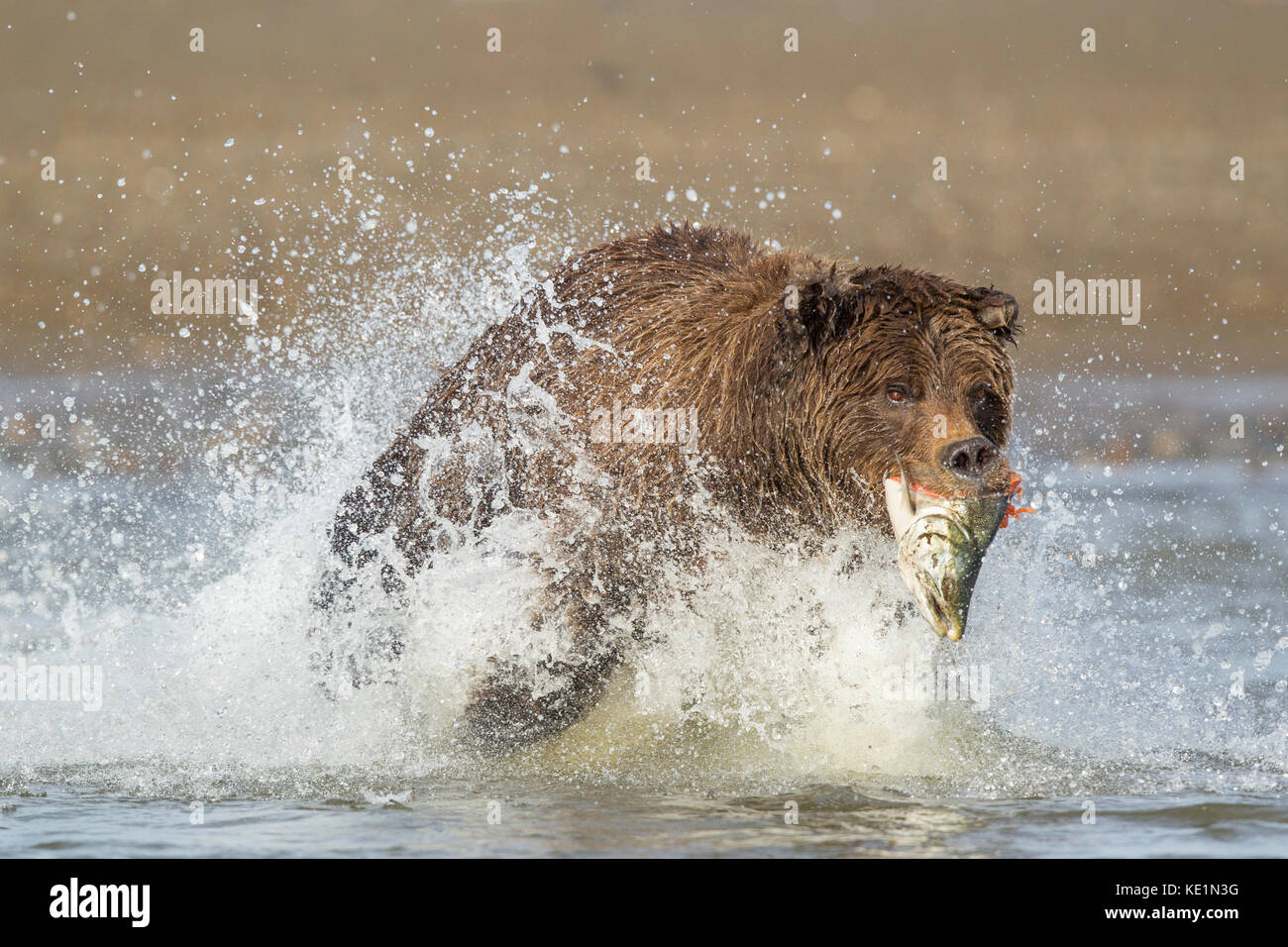 Alaskan brown bear chasing salmon in Alaska Stock Photo