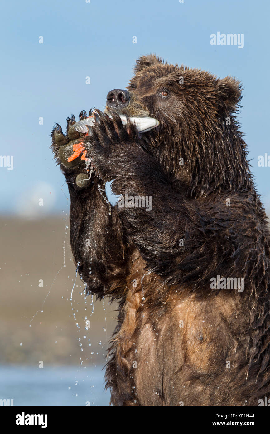 Alaskan brown bear chasing salmon in Alaska Stock Photo