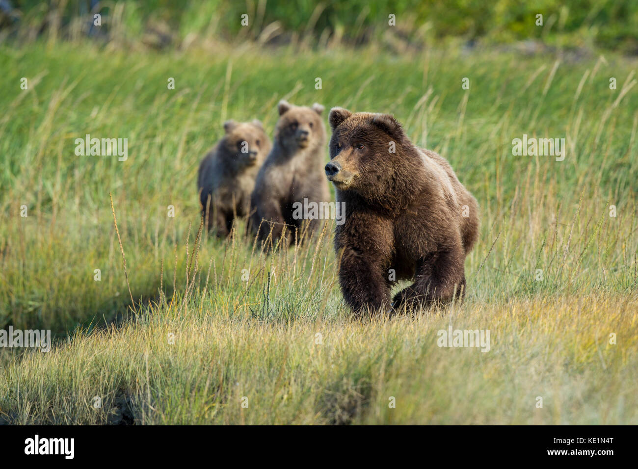 Alaskan brown bear sow with cubs Stock Photo - Alamy