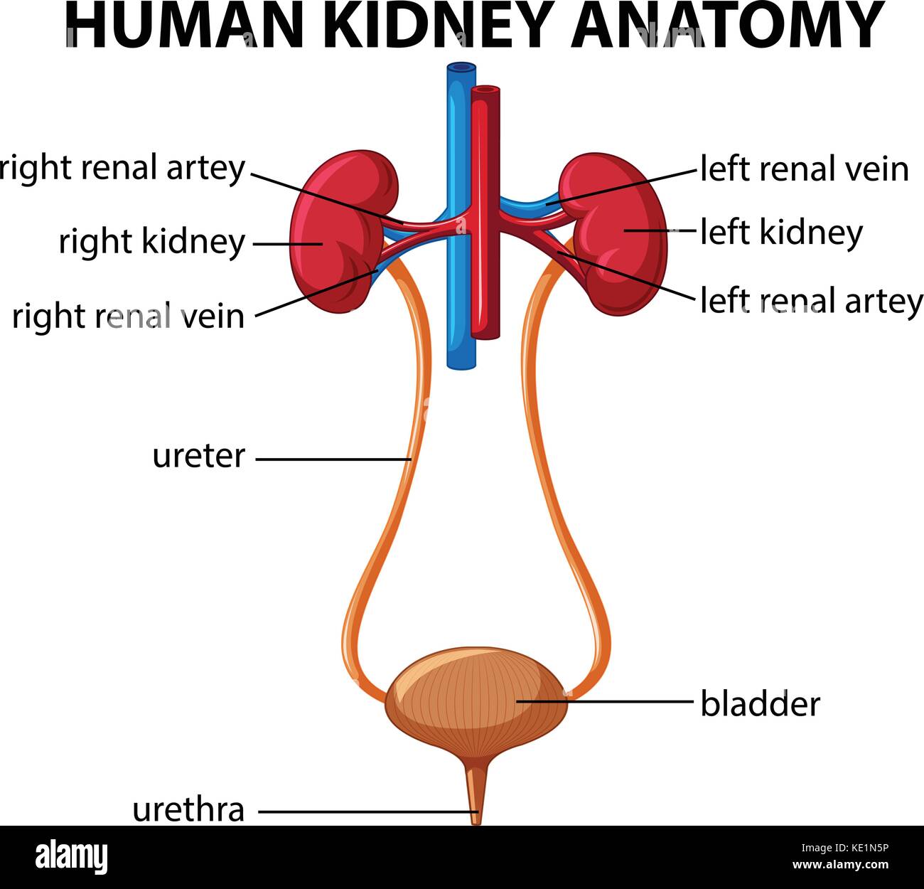 Human kidney illustration drawing engraving ink line art vector Stock  Vector  Adobe Stock