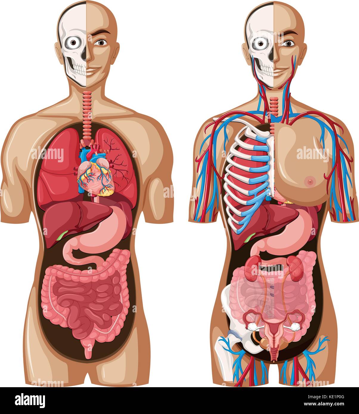 Human anatomy model hi-res stock photography and images - Alamy