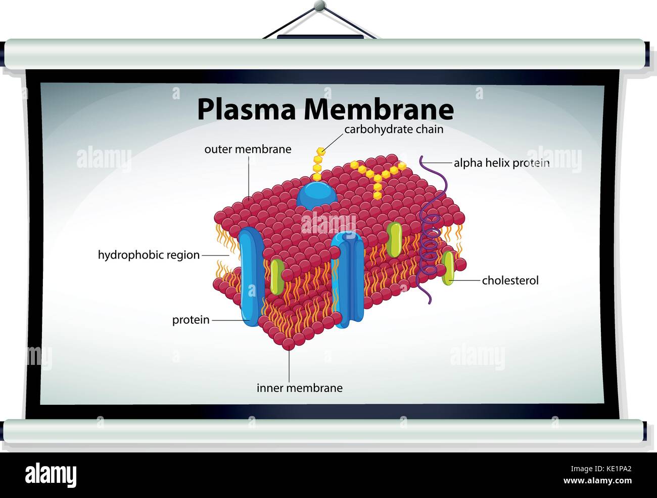 Chart showing plasma membrane illustration Stock Vector