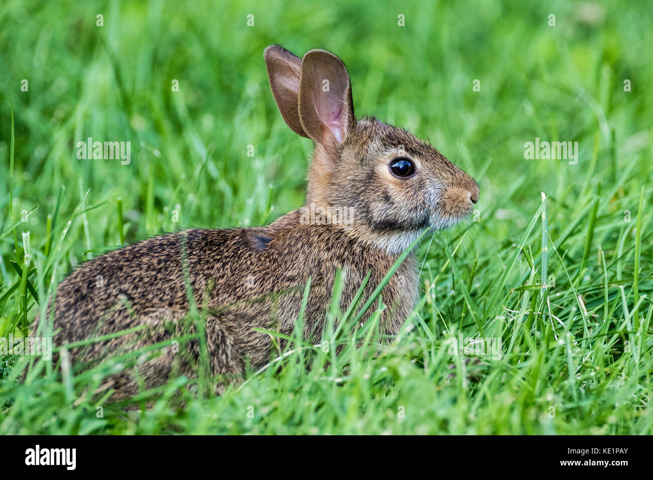 Young Eastern Cottontail (Sylvilagus floridanus), Toronto, Ontario