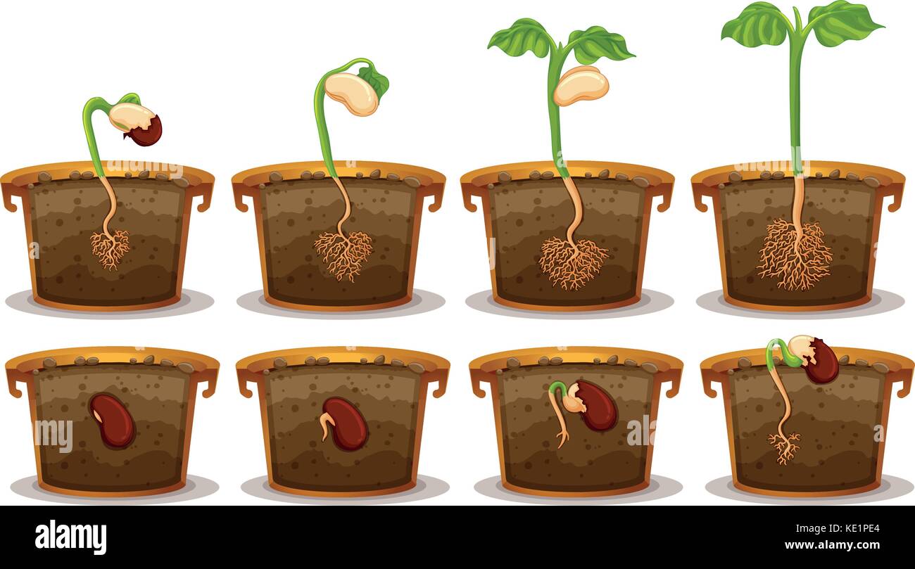Seed germination in claypot illustration Stock Vector