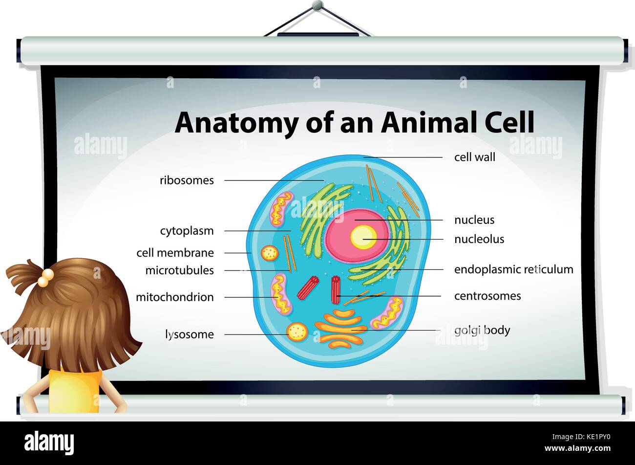 Girl looking at diagram of animal cell illustration Stock Vector Image ...