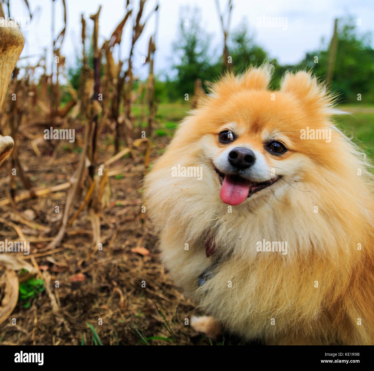 Orange and white pomeranian sales