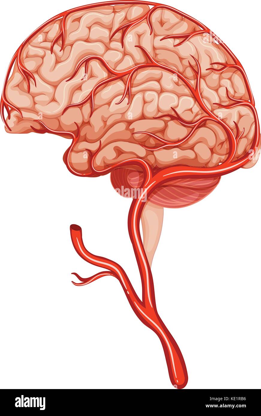 Blood clot in human brain illustration Stock Vector Image & Art Alamy
