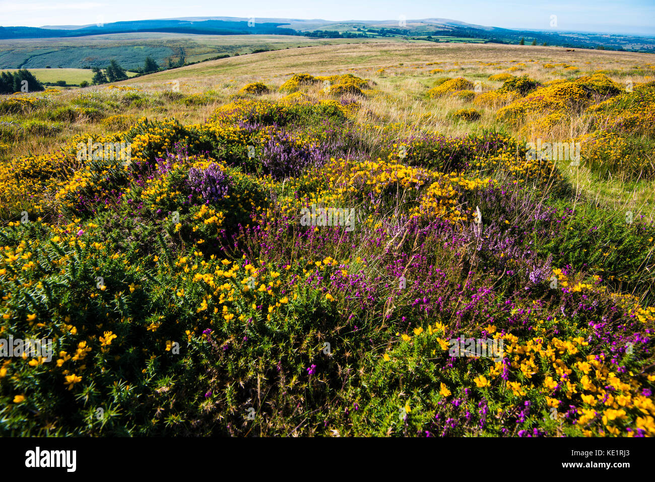 Dartmoor Colours. Dartmoor in Devon is an area of raised volcanic