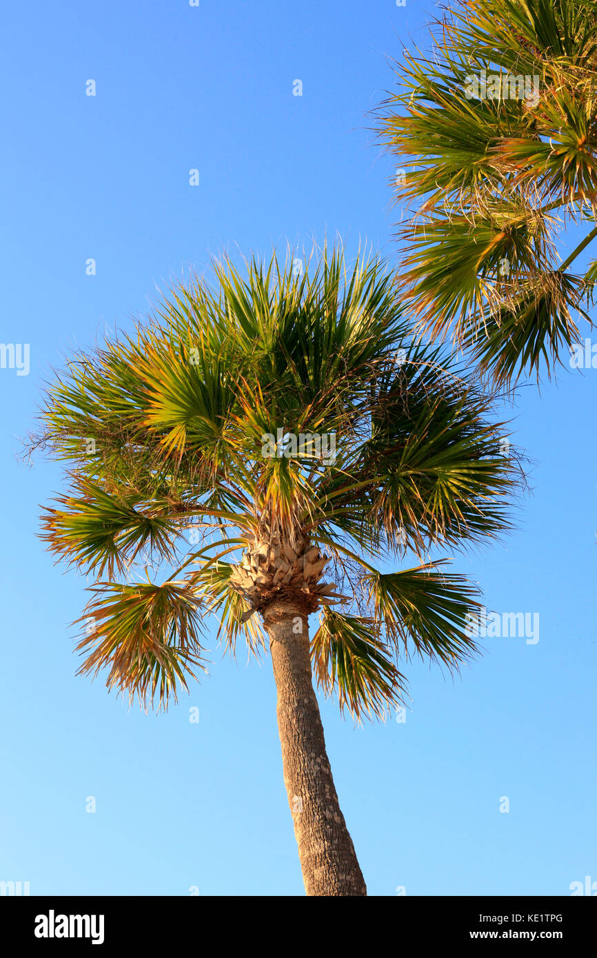 Florida Palmetto Palm trees against a blue sky. Stock Photo