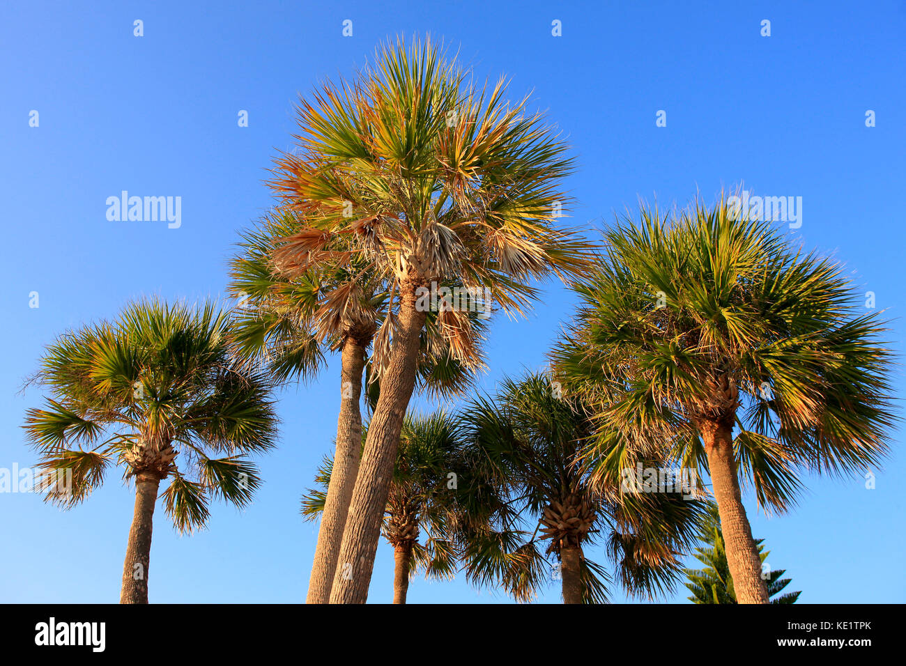 Florida Palmetto Palm trees against a blue sky Stock Photo Alamy