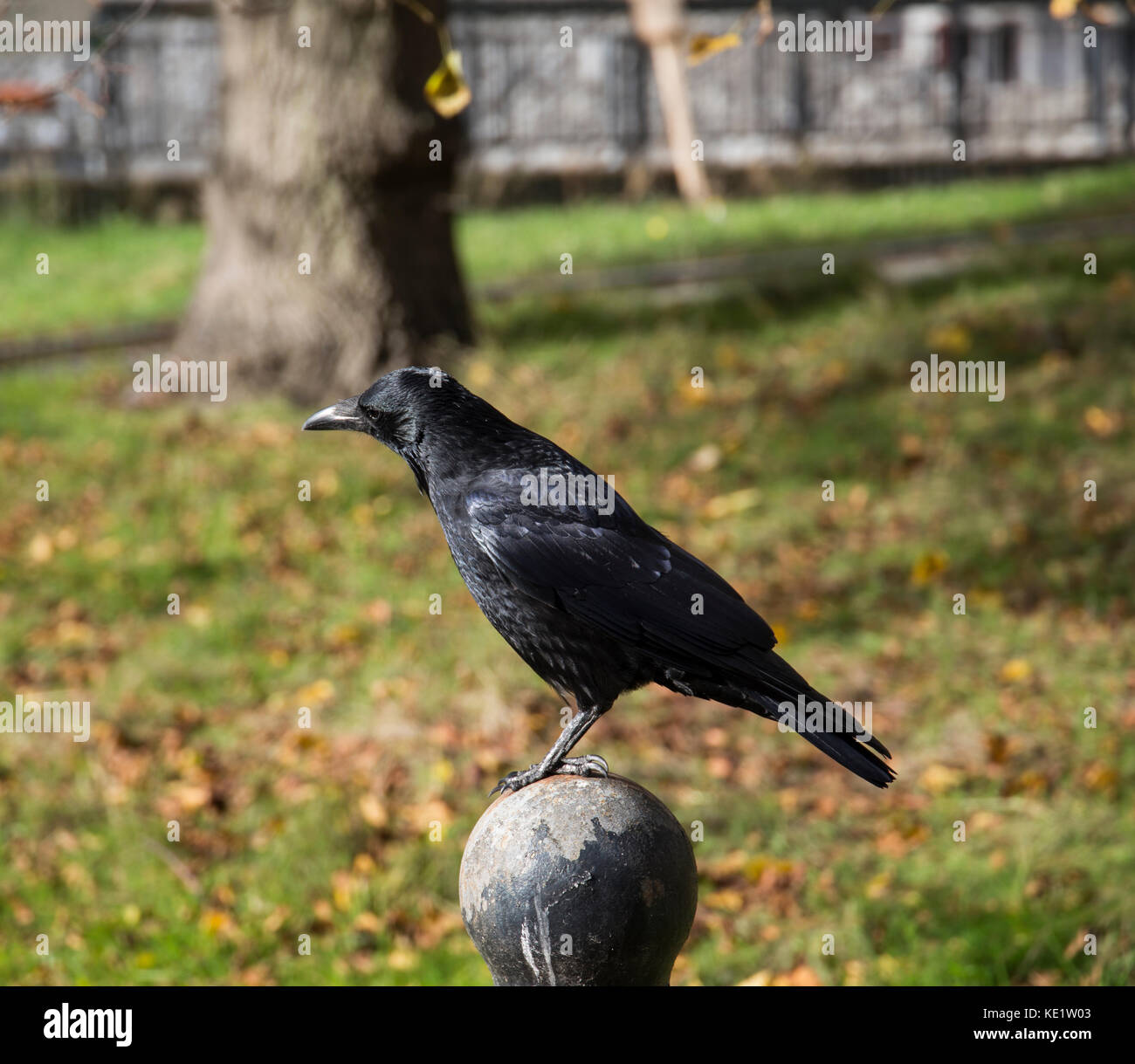 Black Crow with park in background Stock Photo
