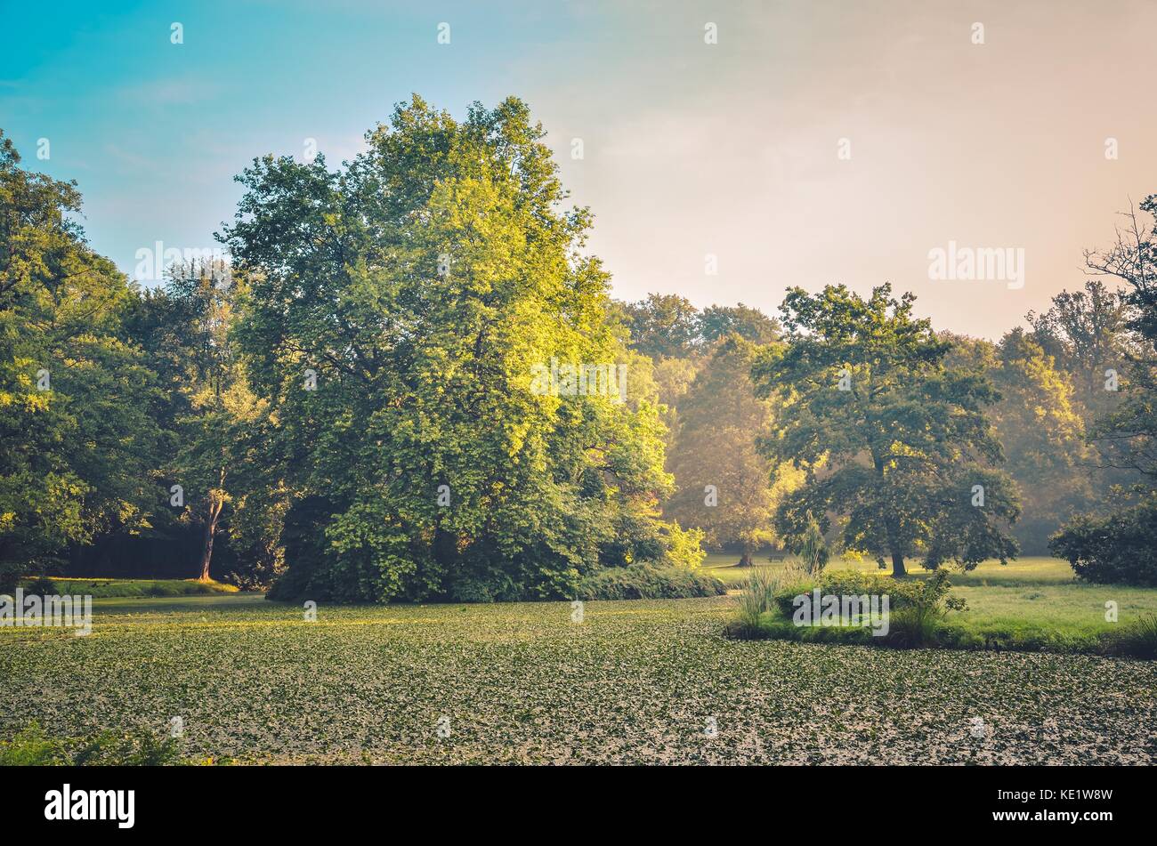 Urban summer morning landscape. Pond full of green leaves in the castle park in Pszczyna, Poland. Stock Photo