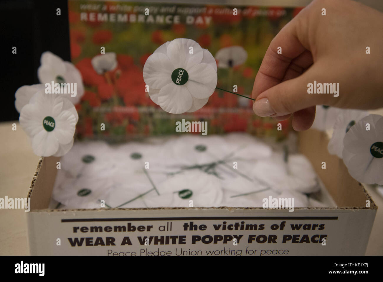 White poppies on sale at the Friends House in London, ahead of