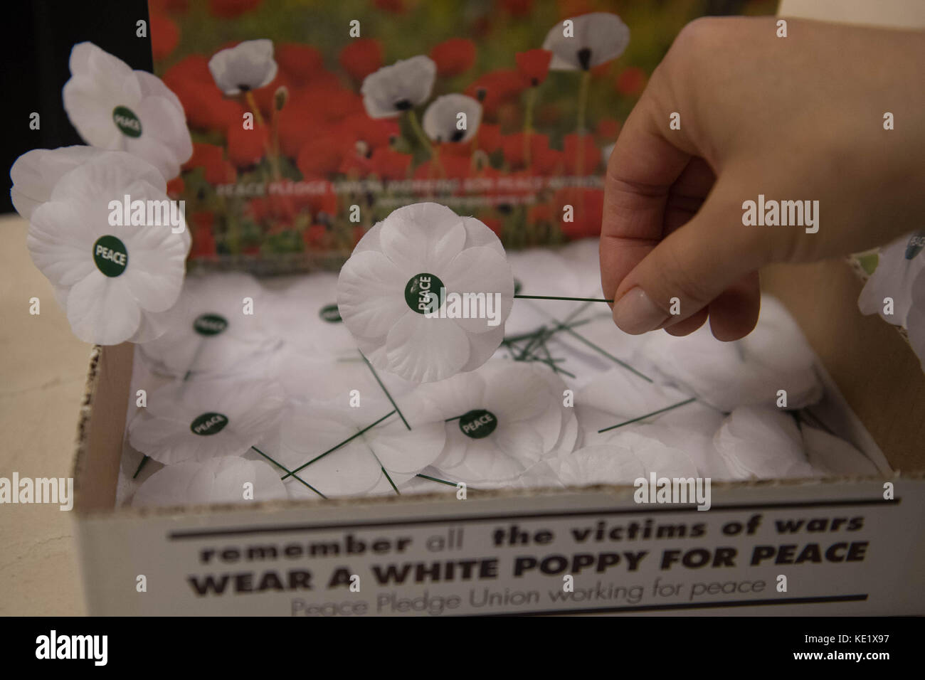 White poppies on sale at the Friends House in London, ahead of