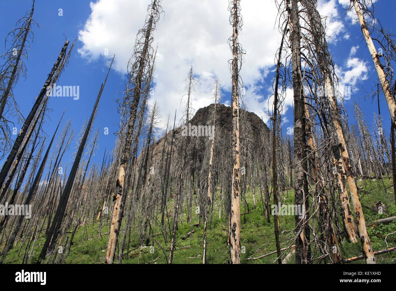 San Juan National Forest Stock Photo - Alamy