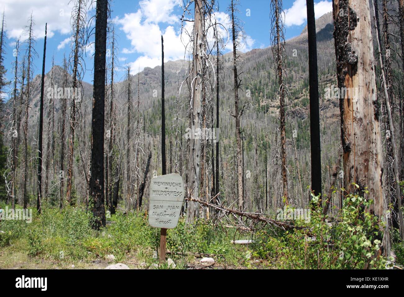 San Juan National Forest Stock Photo - Alamy