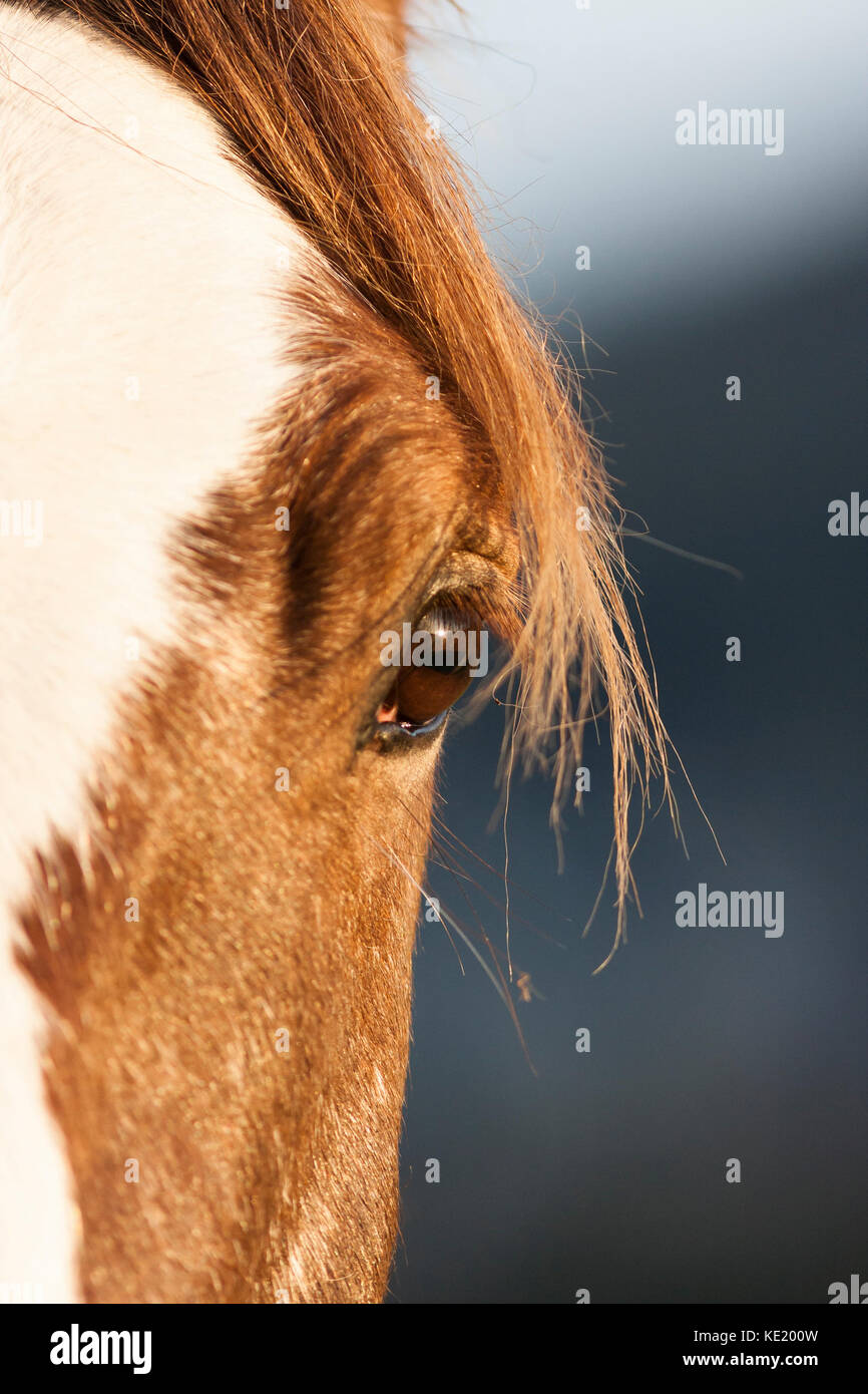Horse face close up hi-res stock photography and images - Alamy