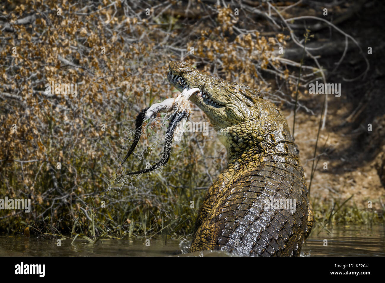 Nile crocodile in Kruger national park, South Africa ; Specie Crocodylus niloticus family of Crocodylidae Stock Photo