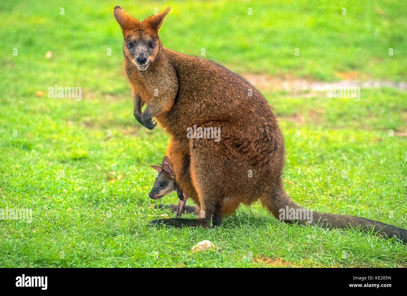 Marsupio hi-res stock photography and images - Alamy