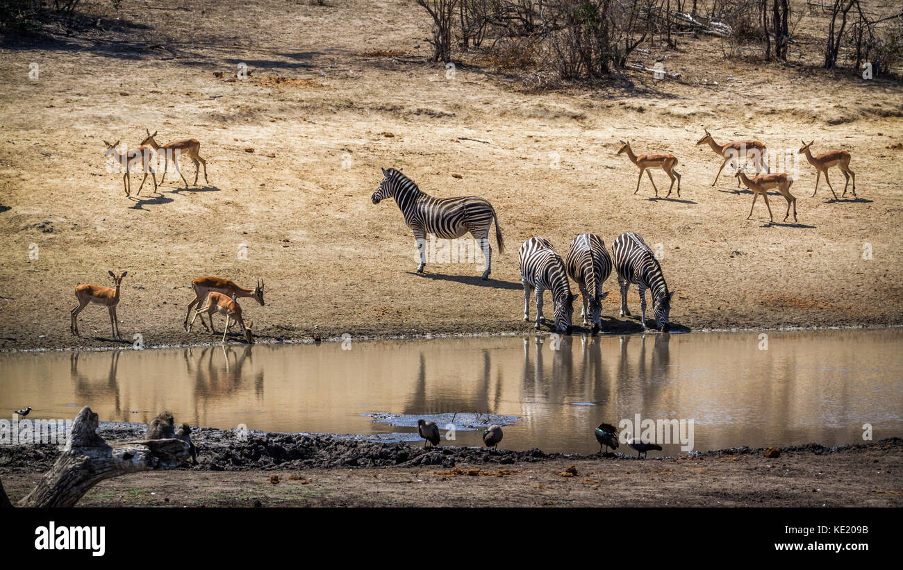Equidae family hi-res stock photography and images - Alamy