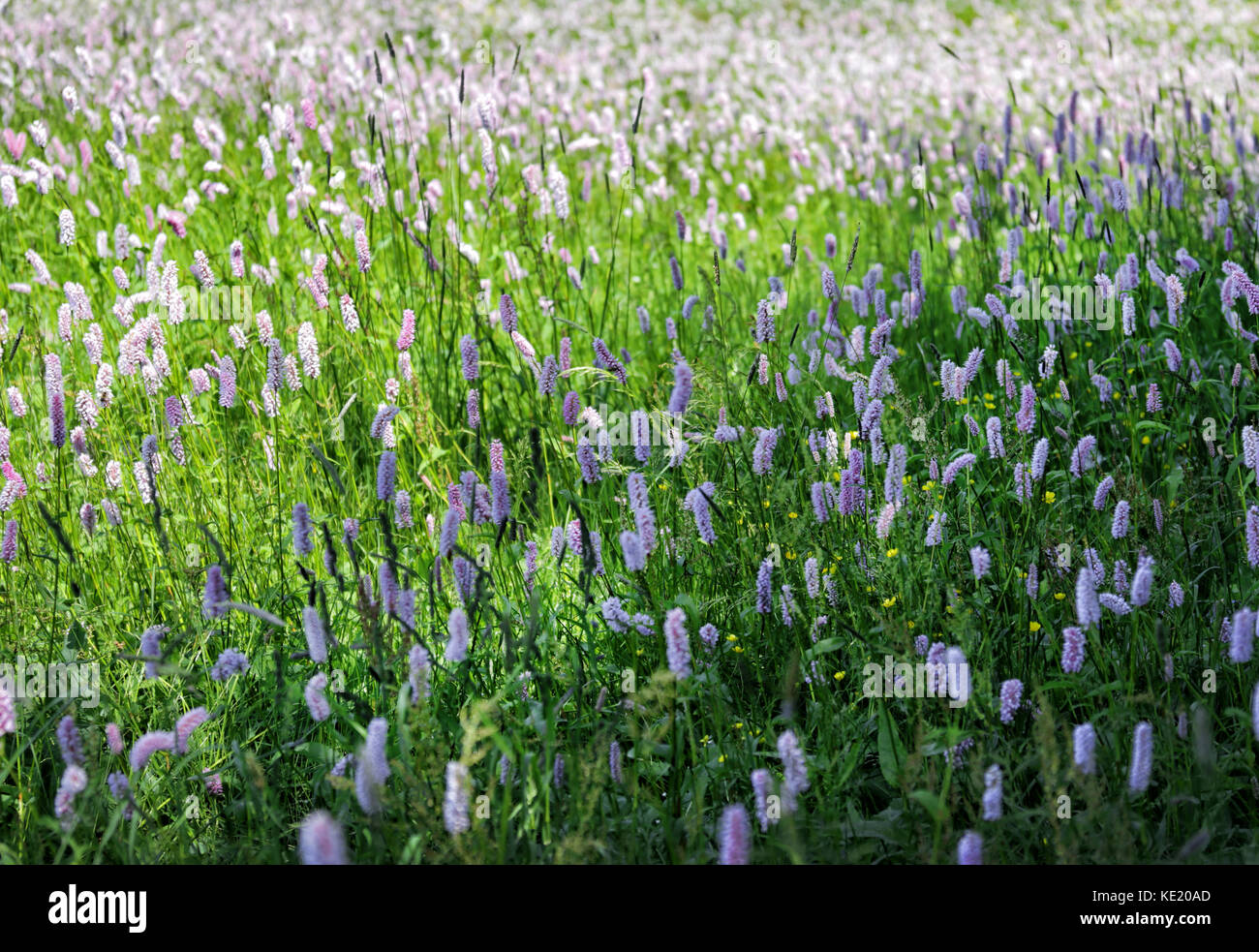 beautiful natural wild flowers blooming in the field close up Stock Photo
