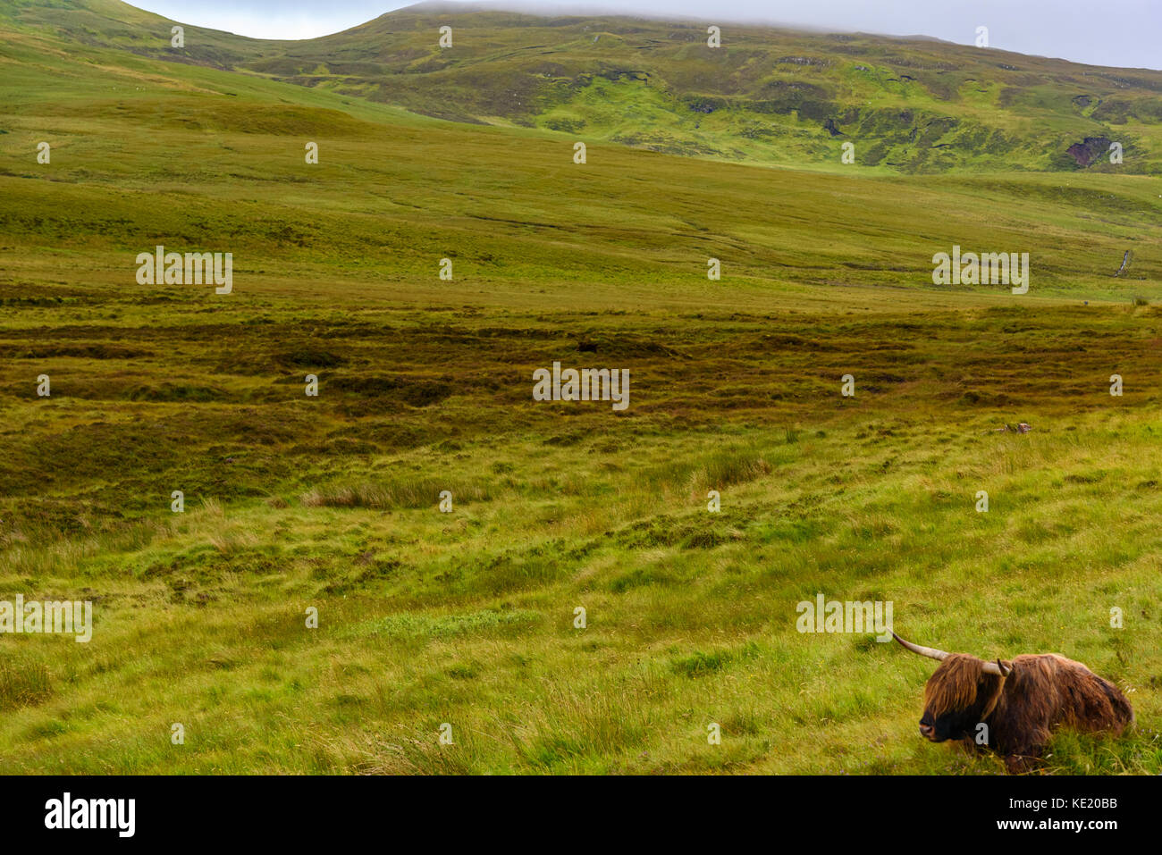 A Highland cow grazing in the Scottish Highlands of the Isle of Skye ...