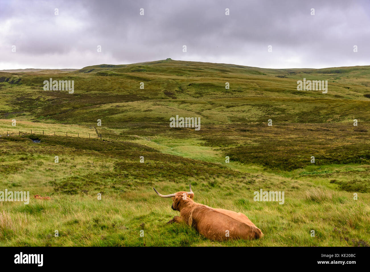 A Highland cow grazing in the Scottish Highlands of the Isle of Skye ...
