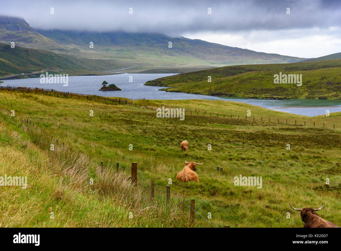 A Highland cow grazing in the Scottish Highlands of the Isle of Skye ...