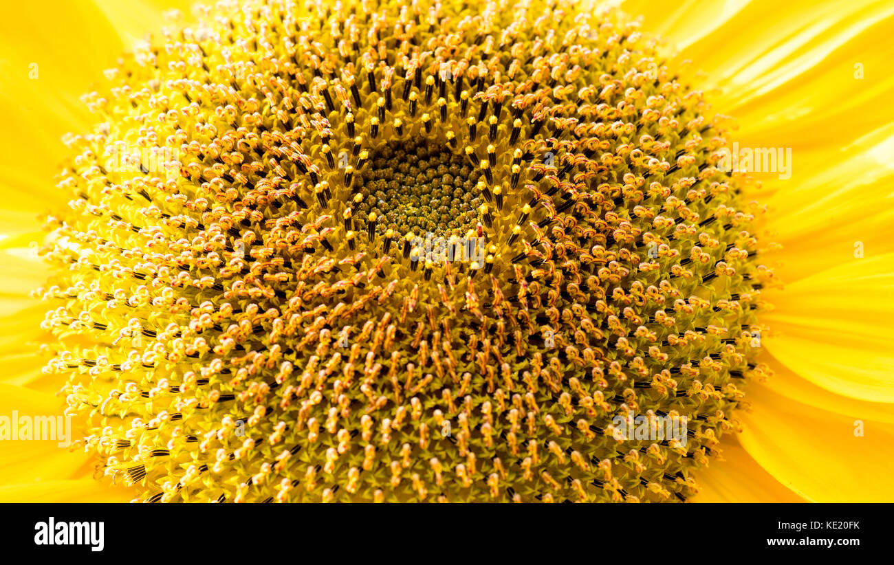 Sunflower, close up in Garden, Caversham, Reading, England Stock Photo