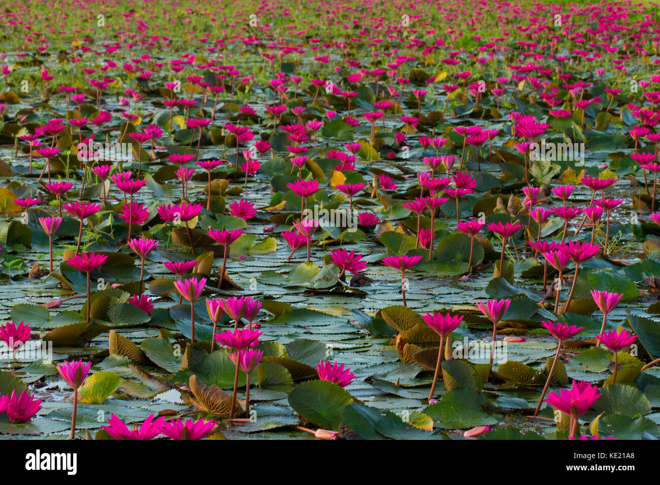 In the village of water lily in Barisal, Bangladesh Stock Photo