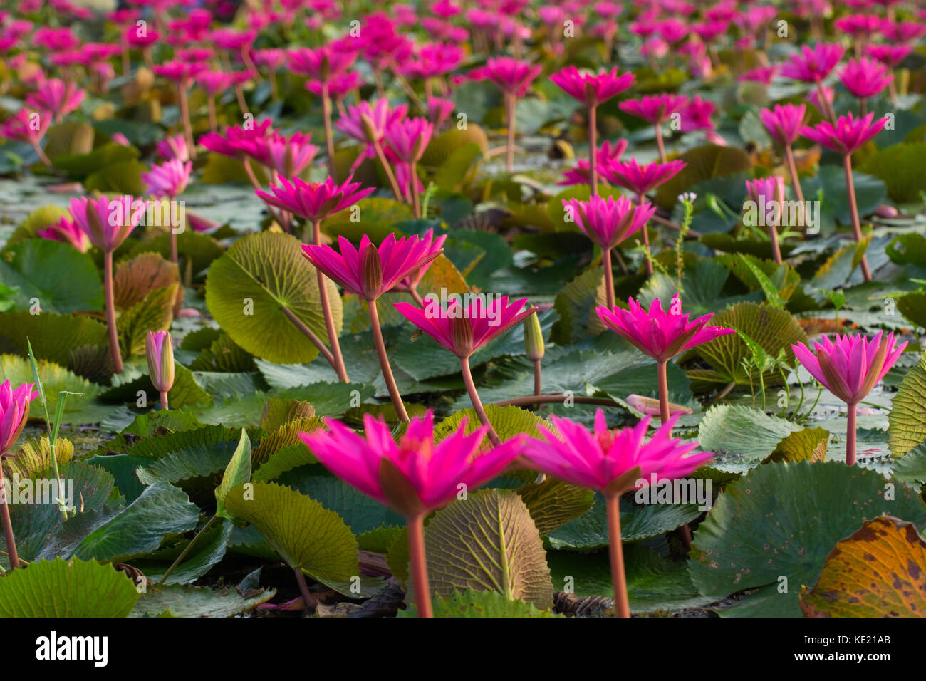 In the village of water lily in Barisal, Bangladesh Stock Photo