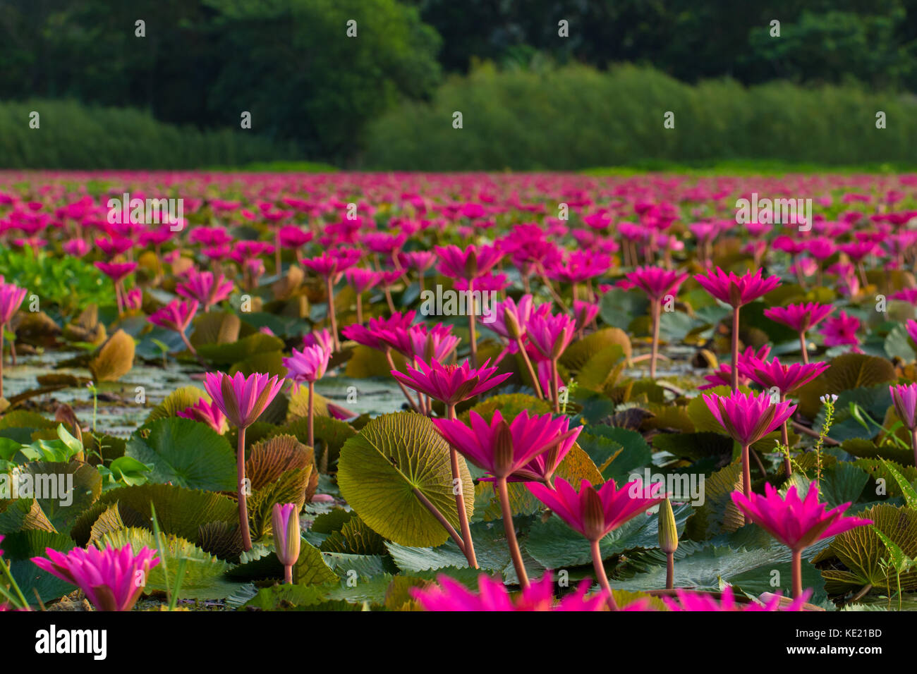 In the village of water lily in Barisal, Bangladesh Stock Photo Alamy