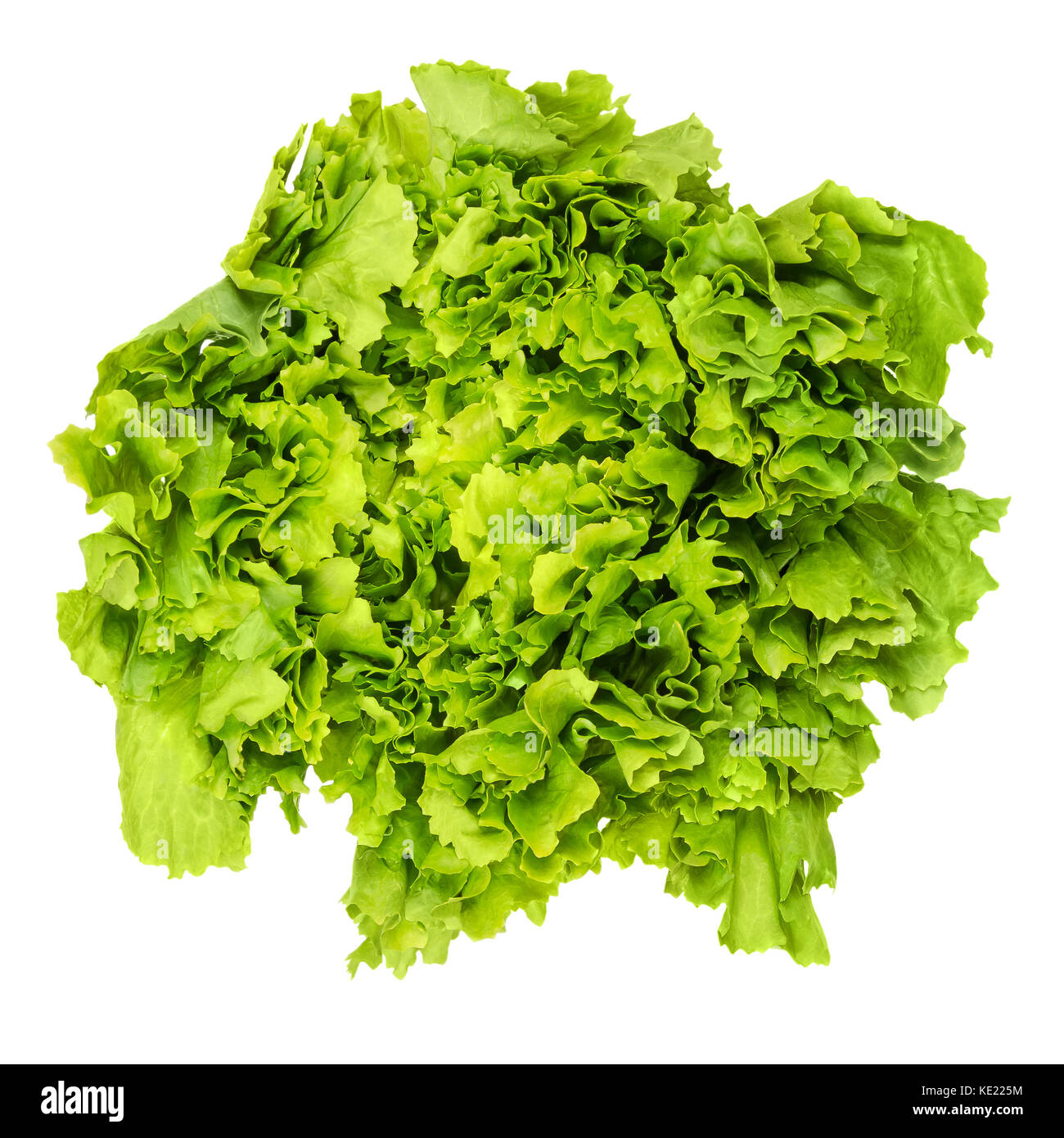 Escarole endive from above over white. Leaf vegetable and lettuce with broad, bitter leaves. Cichorium endivia var latifolia. Green salad head. Stock Photo