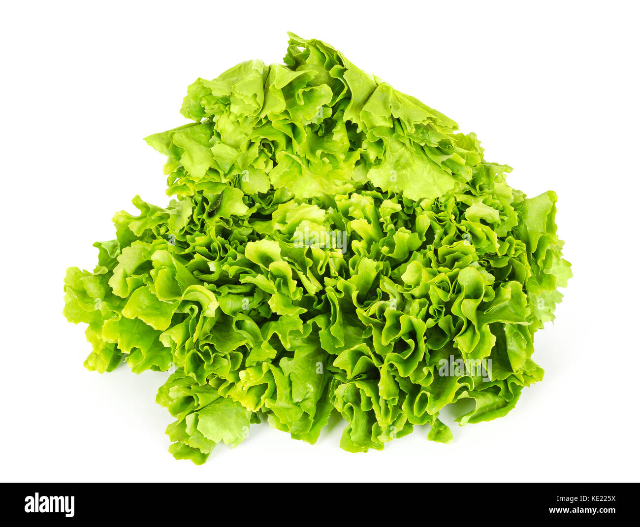 Escarole endive front view over white. Leaf vegetable and lettuce with broad, bitter leaves. Cichorium endivia var latifolia. Green salad head. Stock Photo