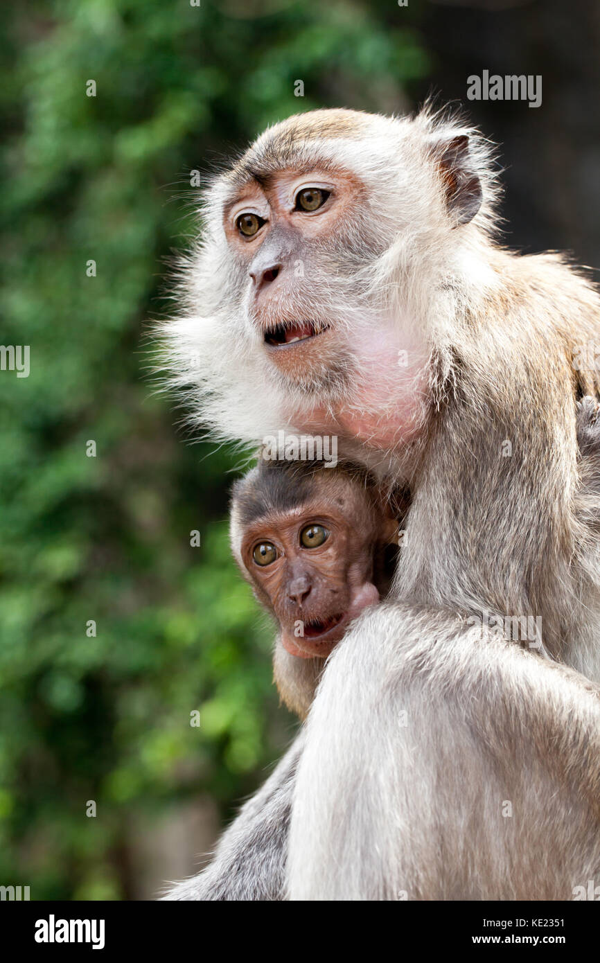 Crab-eating Macaques (Macaca fascicularis). Mother and baby. Batu Caves ...