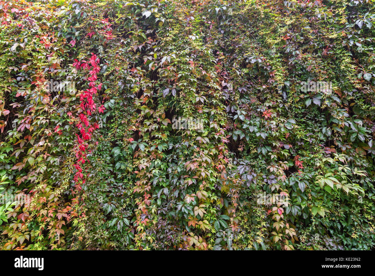 Wall full of vine plant (or climber or creeper) in the autumn Stock