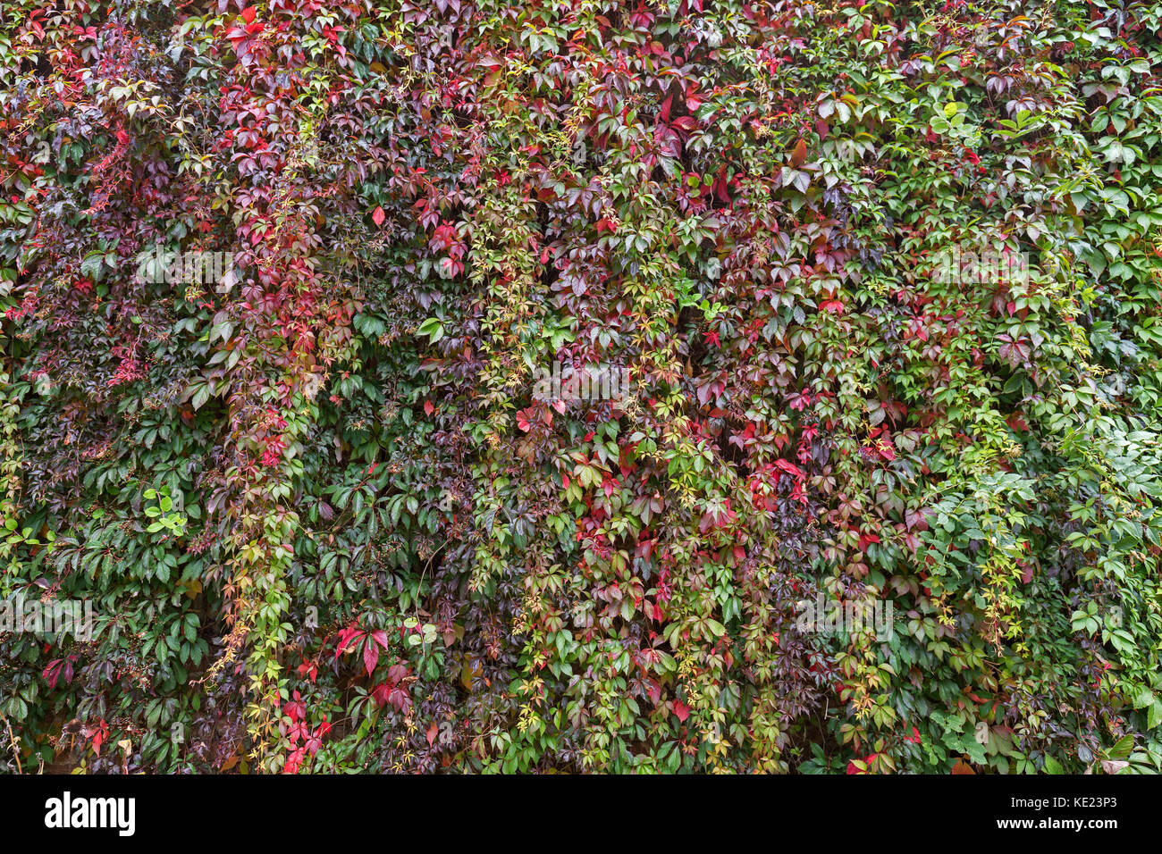 Wall full of colorful vine plant (or climber or creeper) in autumn